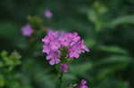 Fall phlox